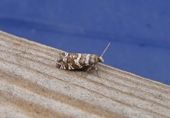 Common Spruce Bell (Epinotia tedella)