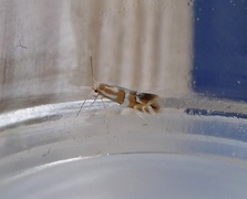 Phyllonorycter hilarella