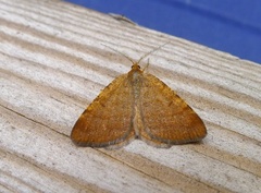 Brun buemåler (Macaria brunneata)