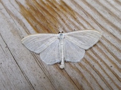 Common Wave (Cabera exanthemata)