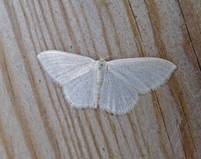 Cream Wave (Scopula floslactata)