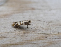 Lilac Leafminer (Gracillaria syringella)