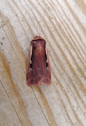Flame Shoulder (Ochropleura plecta)