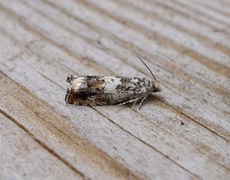 White Sallow Bell (Epinotia subocellana)