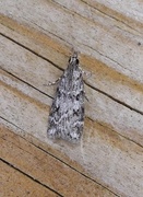 Common Grey (Scoparia ambigualis)
