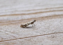 Lilac Leafminer (Gracillaria syringella)