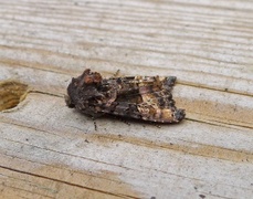 Small Angle Shades (Euplexia lucipara)