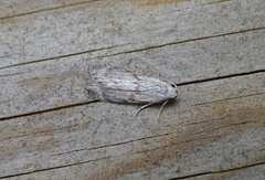 Bee Moth (Aphomia sociella)