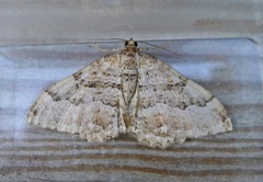 Scarce Tissue (Rheumaptera cervinalis)