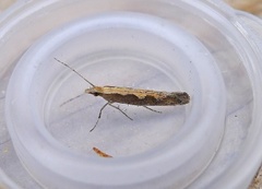 Diamond-back Moth (Plutella xylostella)