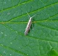 Diamond-back Moth (Plutella xylostella)