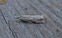 Hook-streaked Grass-Veneer (Crambus lathoniellus)