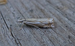 Smalstreknebbmott (Crambus lathoniellus)