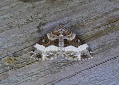 Sharp-angled Carpet (Euphyia unangulata)