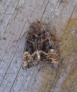 Small Angle Shades (Euplexia lucipara)