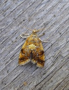 Yellow-spot Tortrix (Pseudargyrotoza conwagana)
