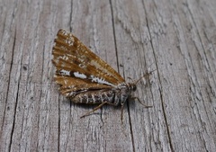 Bordered White (Bupalus piniaria)