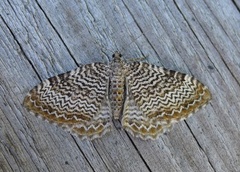 Scallop Shell (Rheumaptera undulata)