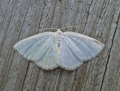 Common Wave (Cabera exanthemata)