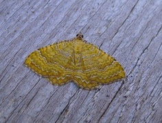 Yellow Shell (Camptogramma bilineata)