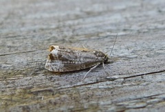 Thyme Marble (Celypha cespitana)