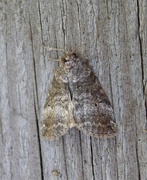 Common Lutestring (Ochropacha duplaris)