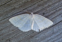 Common Wave (Cabera exanthemata)