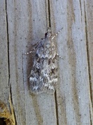 Common Grey (Scoparia ambigualis)