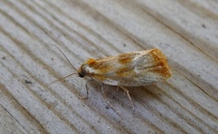 Brassy Tortrix (Eulia ministrana)