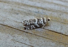 Stripet grankveldvikler (Epinotia tedella)