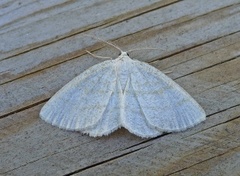 Common Wave (Cabera exanthemata)