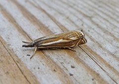 Hook-streaked Grass-Veneer (Crambus lathoniellus)