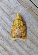 Yellow Rose Button (Acleris bergmanniana)