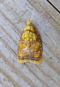 Roseflatvikler (Acleris bergmanniana)