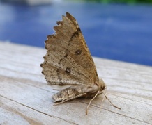 Scalloped Hazel (Odontopera bidentata)