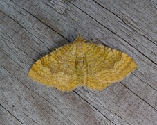 Yellow Shell (Camptogramma bilineata)