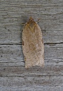 Large Ivy Tortrix (Lozotaenia forsterana)