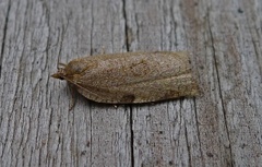 Large Ivy Tortrix (Lozotaenia forsterana)