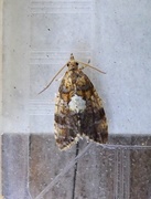 Yellow-spot Tortrix (Pseudargyrotoza conwagana)