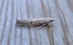 Bee Moth (Aphomia sociella)