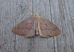 Barred Red (Hylaea fasciaria)