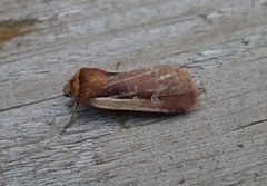 Flame Shoulder (Ochropleura plecta)