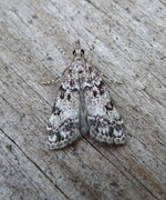 Little Grey (Eudonia lacustrata)