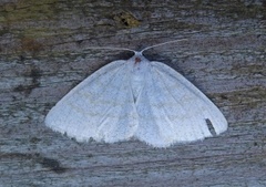Common Wave (Cabera exanthemata)