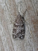 Common Grey (Scoparia ambigualis)