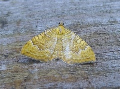 Yellow Shell (Camptogramma bilineata)