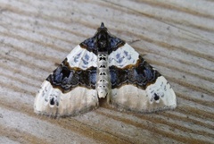 Purple Bar (Cosmorhoe ocellata)