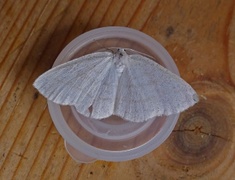 Common Wave (Cabera exanthemata)