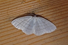 Common White Wave (Cabera pusaria)