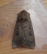 Double Dart (Graphiphora augur)